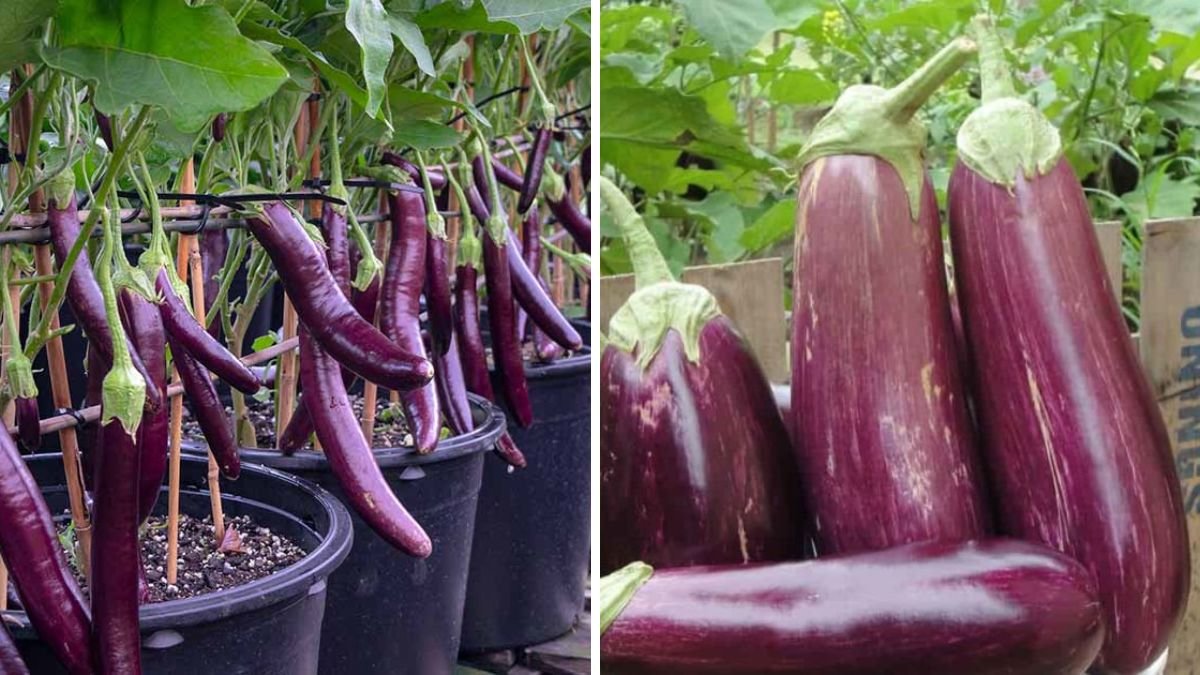 Growing Eggplants So Easy – Harvest Over 50 KG Each Season