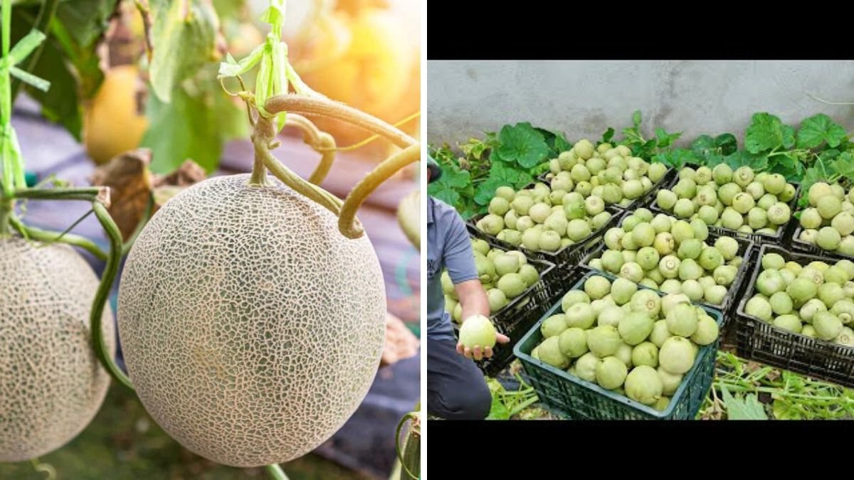 Shocked by Little-Known Method of Growing Melons – Large Fruits and Exceptional Sweetness Guaranteed