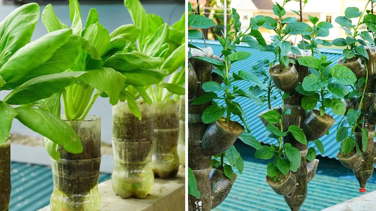 This Is How I Grow Fresh Green Vegetables Using Plastic Bottles – Easy, Eco & Space-Saving