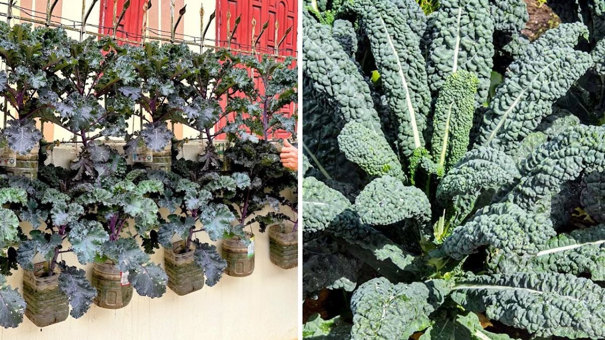 Fresh Kale Garden for Continuous Harvest Using Just a Fence and a Few Smart Techniques