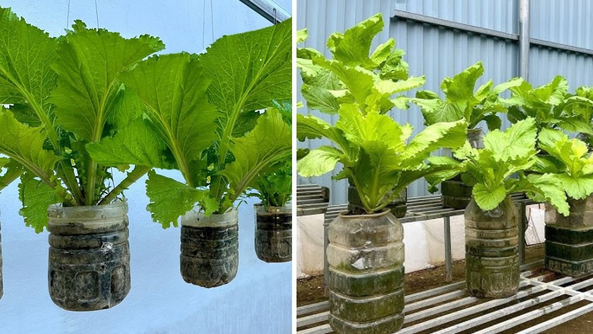 Great Hanging Gardens for Small Spaces – Easy, Economical, and Beautiful