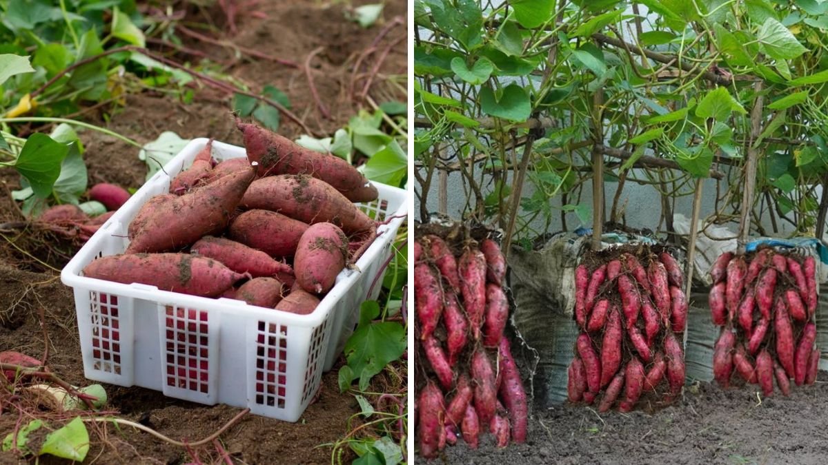 Growing Sweet Potatoes at Home for High Yield – Easy for Beginners
