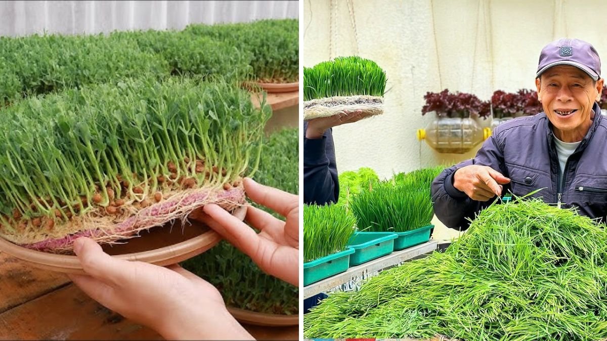 Super Easy To Grow With Just Water! No Soil Needed – Try It Now with