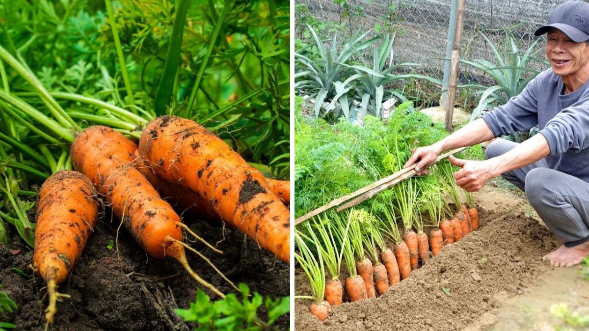 Growing Carrots Made Super Easy — 3× Higher Yield, No Garden Needed!
