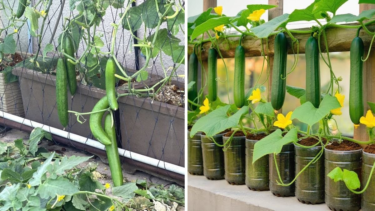 Grow Japanese Cucumbers at Home – Double Yield, No Care Needed!