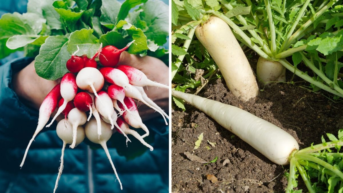 This Tip Lets Me Grow Big Radishes All Year — Double the Harvest!