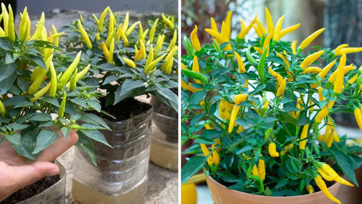 Just Chili Seeds and Few Stones: How I Discovered the Easiest Way to Grow Chilies