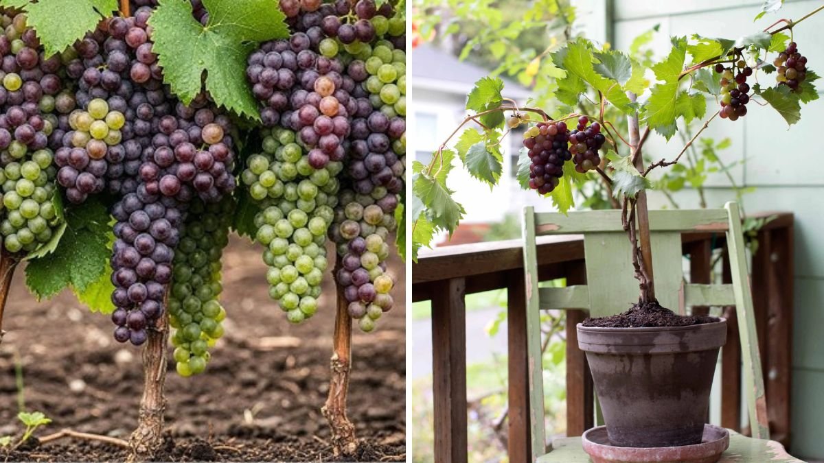 Proven Secret to Propagating Grapes from Cuttings with 100% First‑Try Success