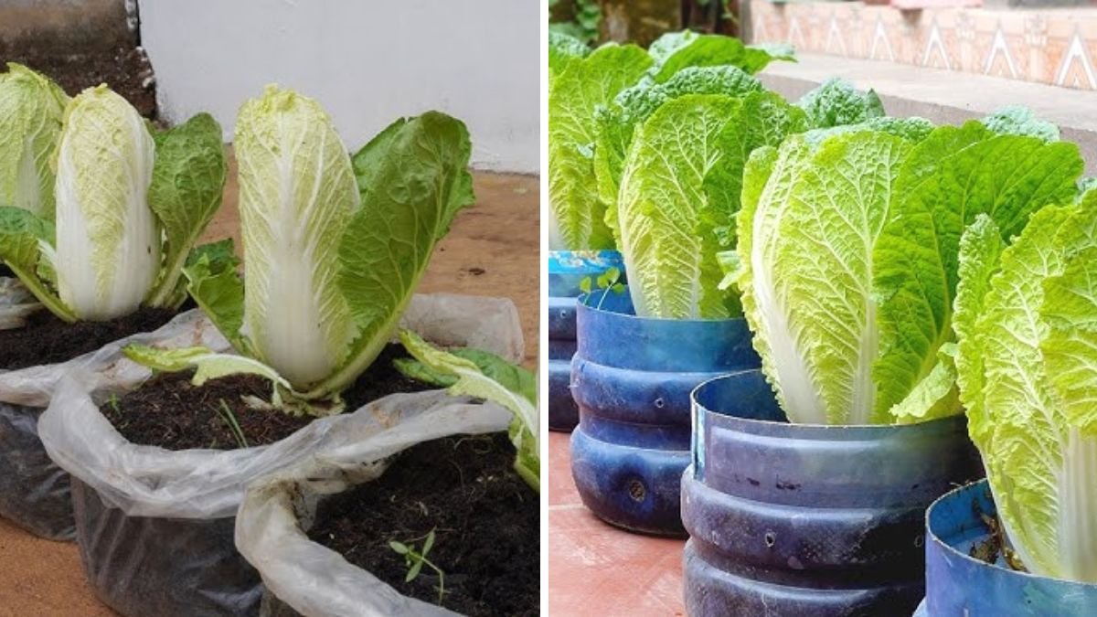 The Napa Cabbage Craze Every Gardener Is Talking About
