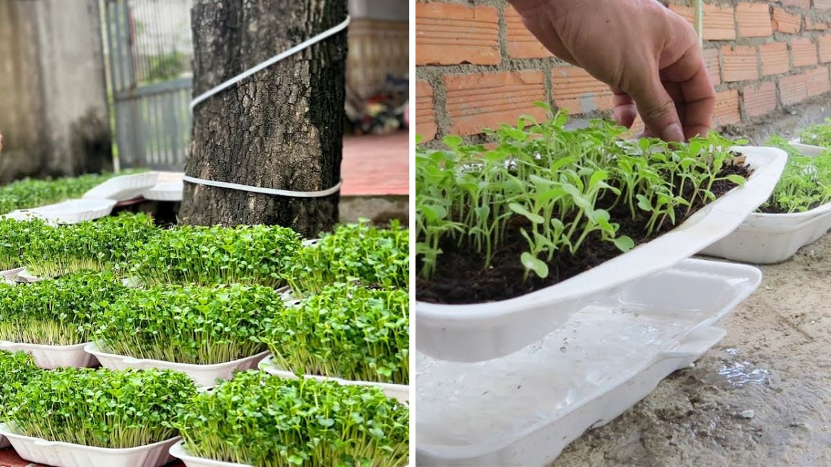 Grow Vegetables Super Fast With Just Sand and Water – Wish I Had Known Earlier