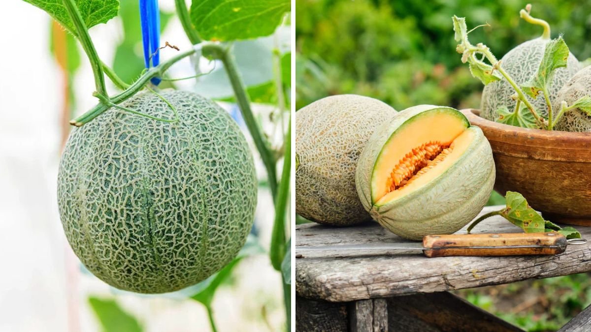 Grow Melons All Year Round Without Buying New Seedlings