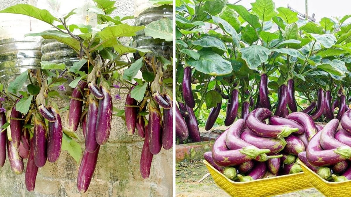 Using This Method, I Never Have To Buy Eggplant Again – Even Without a Garden!