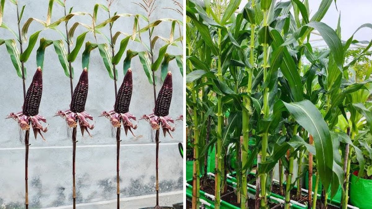 First Time Growing Corn at Home — Can’t Believe I Got 3 Times More!