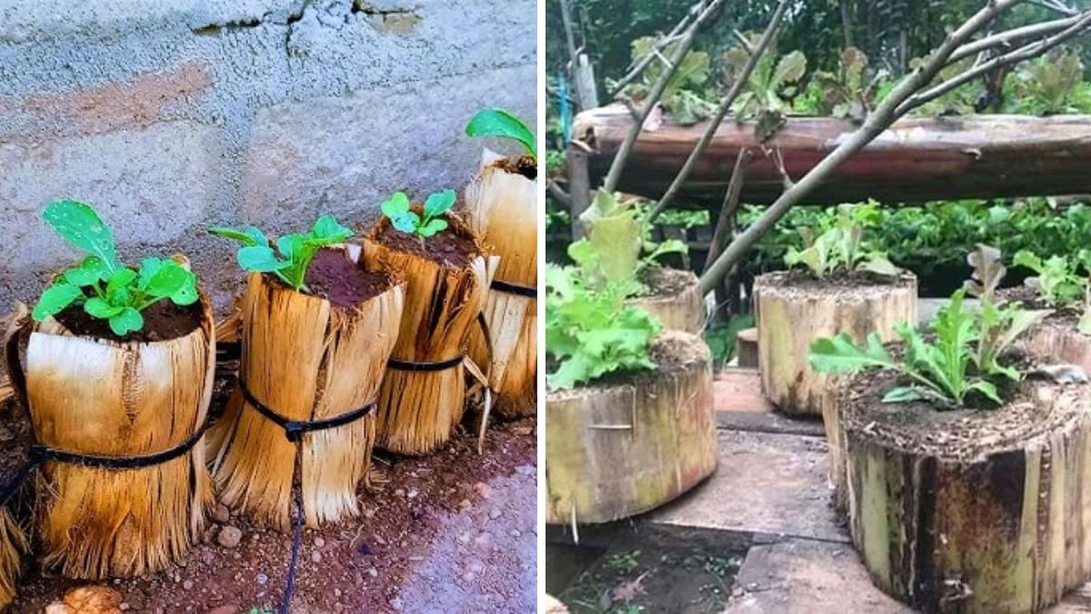 Grow Vegetables Super Fast With Just Banana Sheaths and Sand – Incredible Gardening Hack!