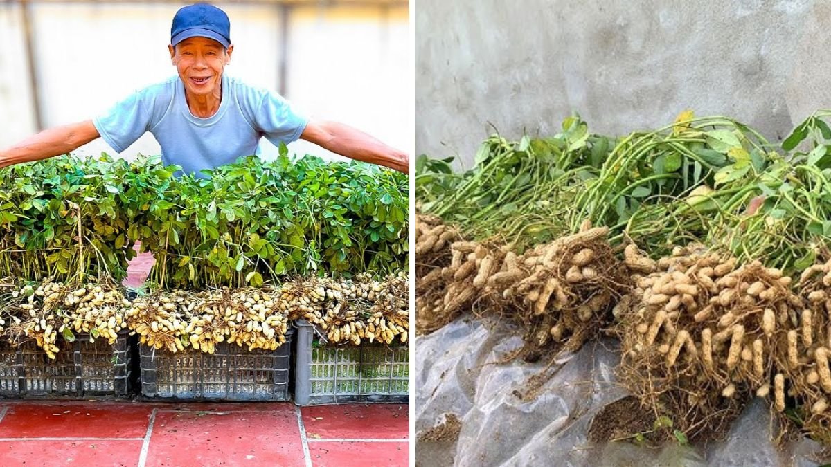 Super Easy Tips for Growing Peanuts at Home (High Yield, Even Without a Garden)