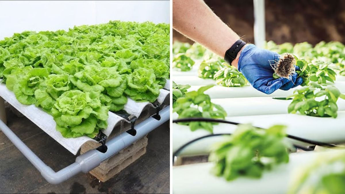 No Soil, Just Water – The Fastest Way to Grow Vegetables Ever