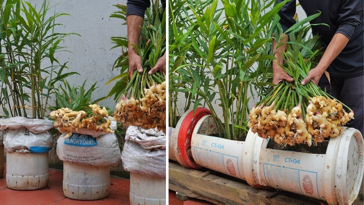 Growing Ginger at Home: The Secret to Helping Your Family NEVER Run Out of Ginger