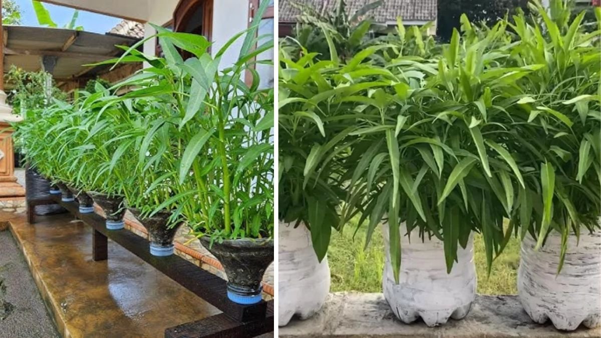 Cara Menanam Kangkung di Galon Bekas: Panduan Lengkap Berkebun Organik di Rumah untuk Hasil Melimpah
