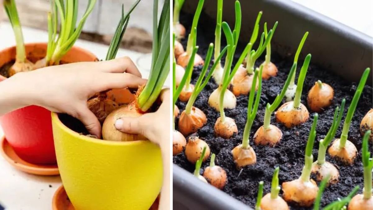 Complete Home Gardening Guide: How to Grow Onions from Planting to Harvest and Creative Gardening Ideas for Your Home