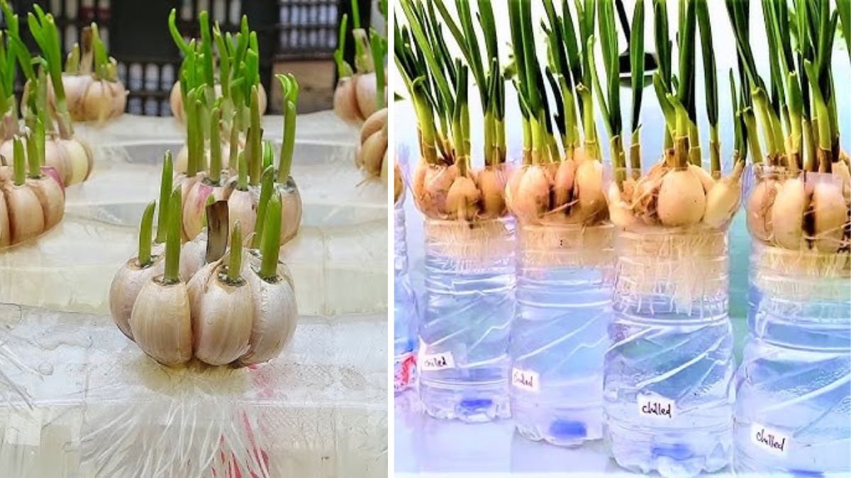 Super Easy Secret to Growing Garlic at Home – Harvest 1 Quintal, After