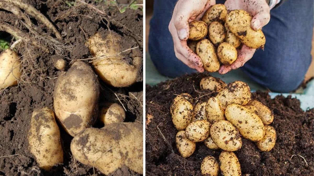 Tips for Growing Potatoes from Tubers for Many Bulbs: A Step-by-Step Guide to High-Yield, Healthy Potato Harvests at Home