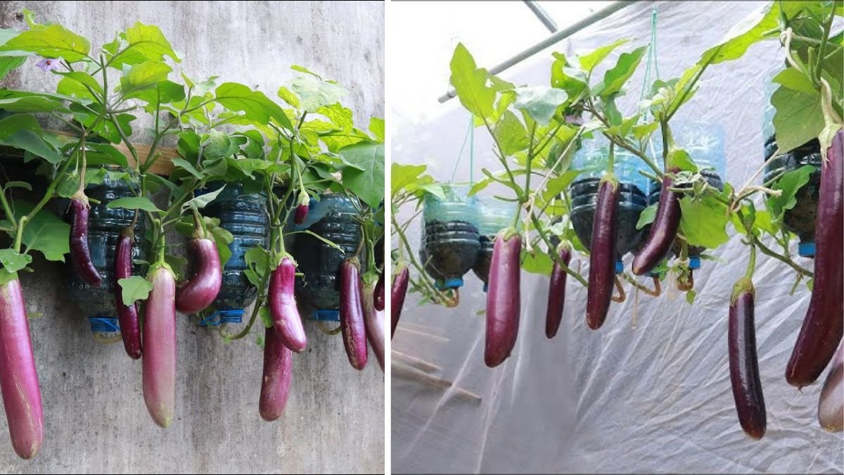 How to Quickly Grow Eggplant Interspersed with Other Vegetables for Maximum Yield and Healthy Garden Growth: A Complete Step-by-Step Guide for Fast, Productive, and Space-Saving Gardening