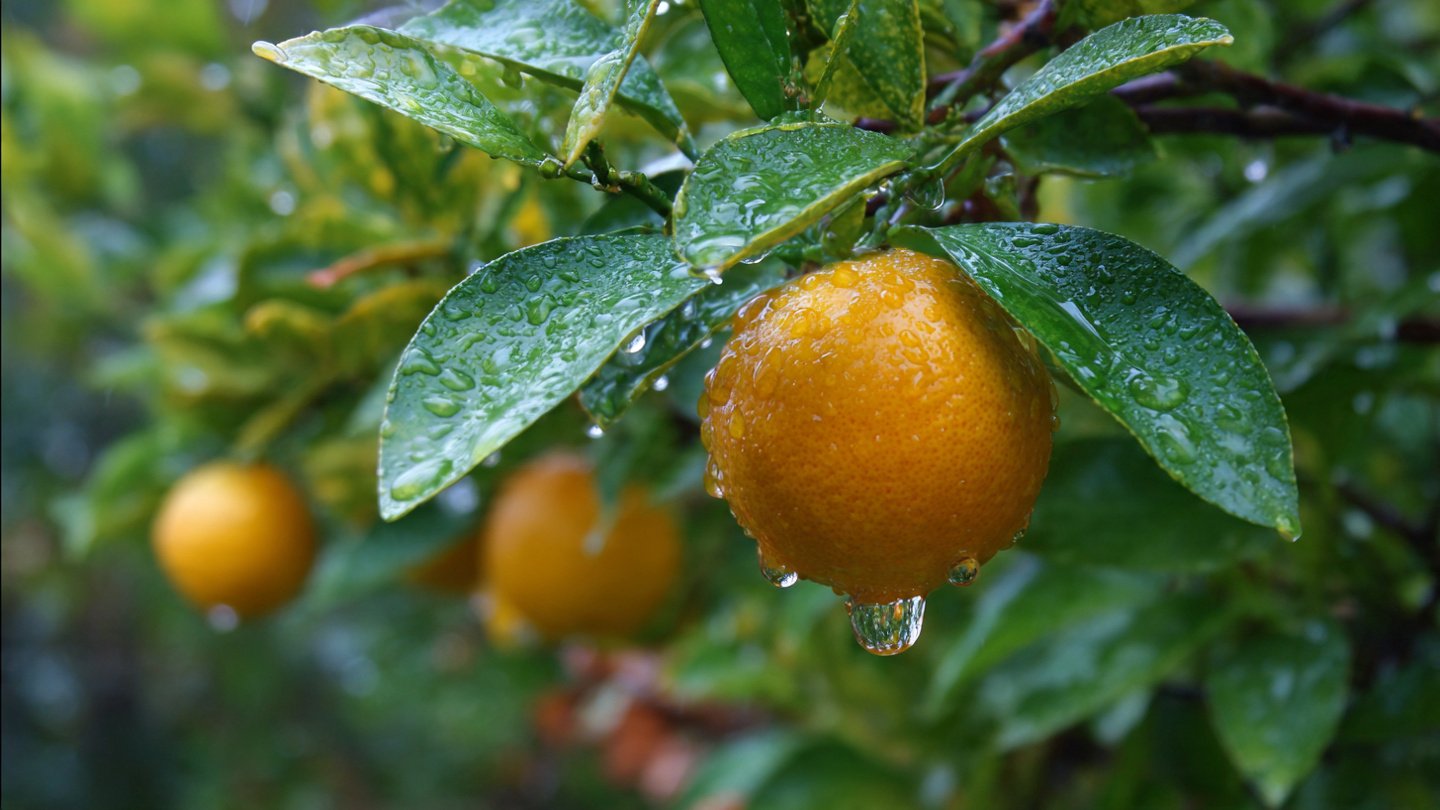 Why Is Your Citrus Tree Dropping Its Fruit Early?