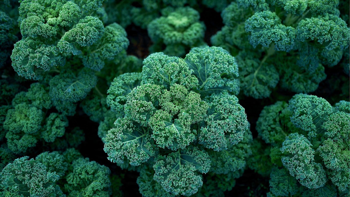 How Can You Cultivate a Lush Forest of Kale in Just One Raised Bed?