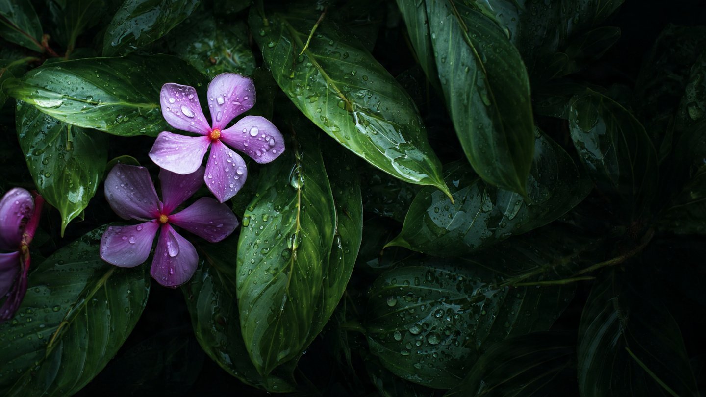 How Can You Effectively Fertilize Flowers Through Their Leaves?