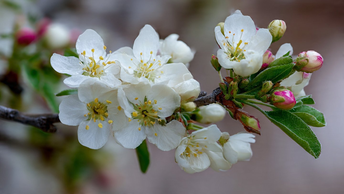 Can You Really Make Your Fruit Trees Bloom Twice a Year?