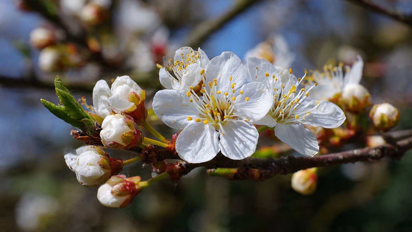 How Can You Get Your Fruit Trees to Bloom Twice in One Year?