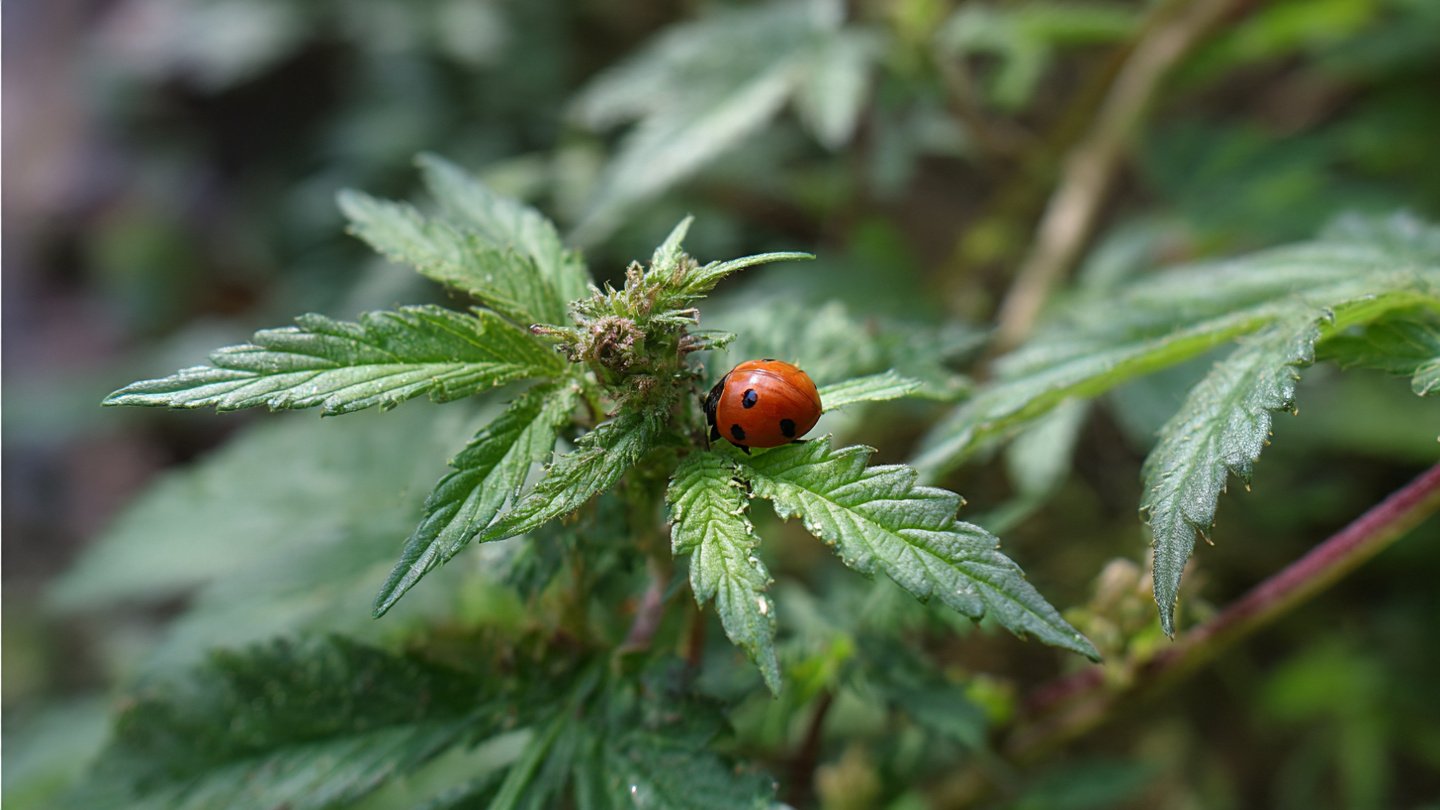 How Does This One Weed Make Your Garden a Ladybug Magnet?