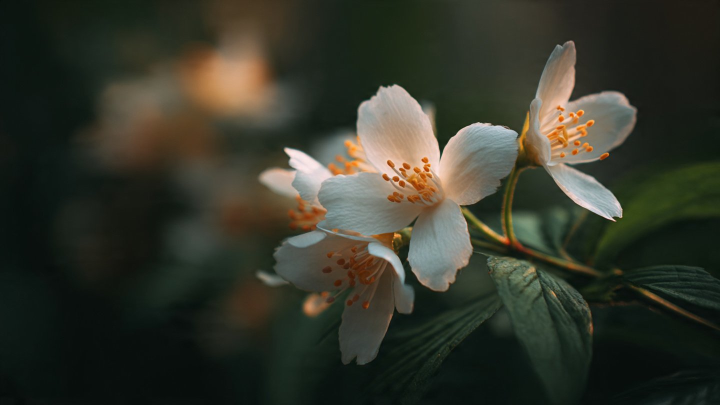 Why Does Jasmine Release Its Sweet Fragrance Primarily After Sunset?