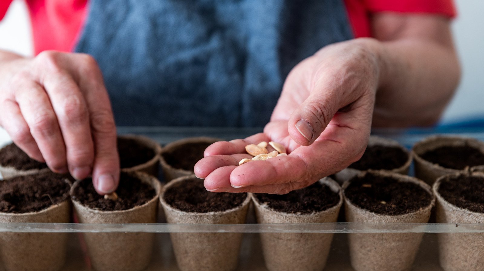 Plant These 10 Vegetables Before January Ends And Thank Us Later