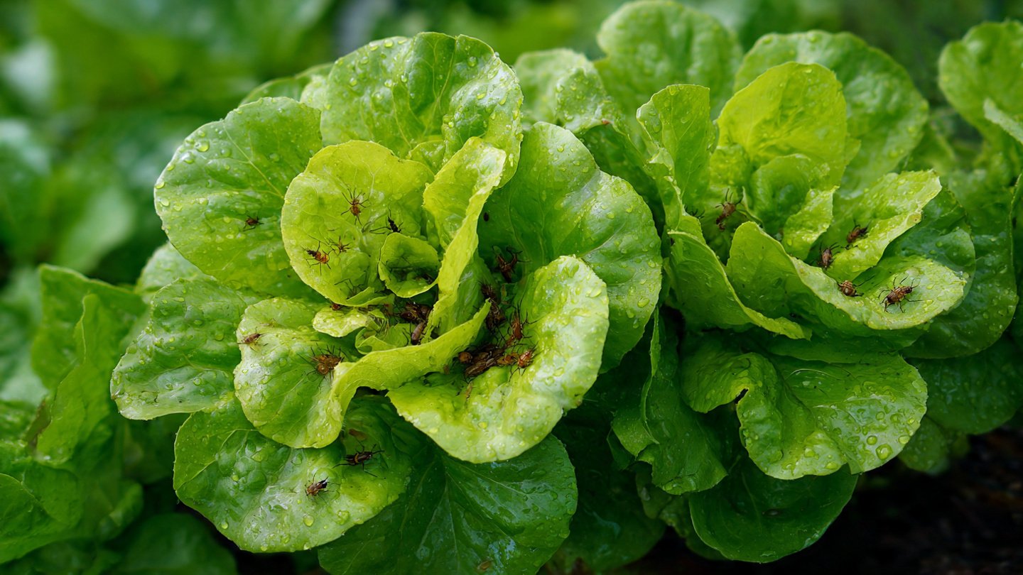 The Midnight Secret to Catching Pests Devouring Your Lettuce