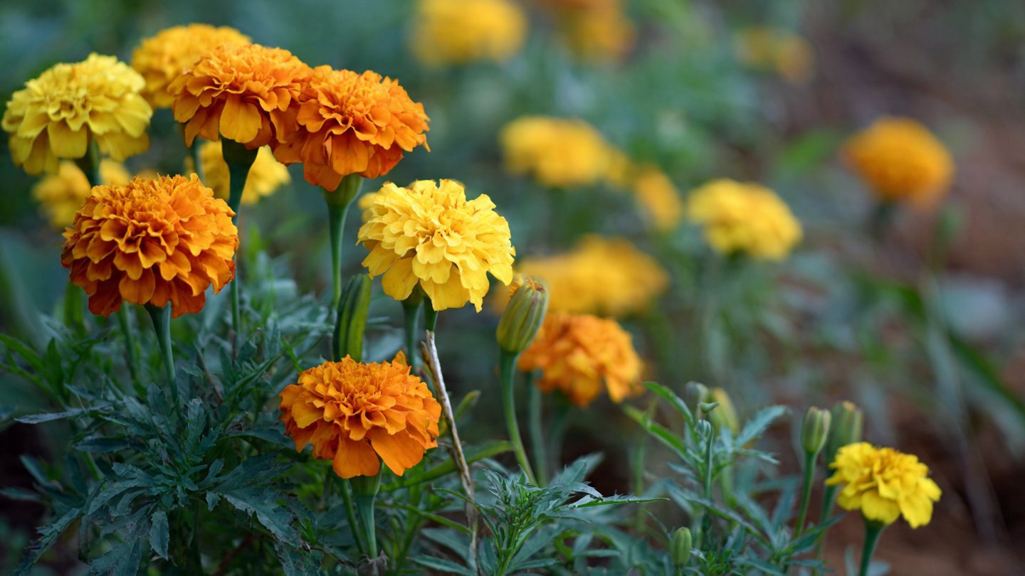Unveiling How Marigolds Can Combat Root Knot Nematodes Naturally