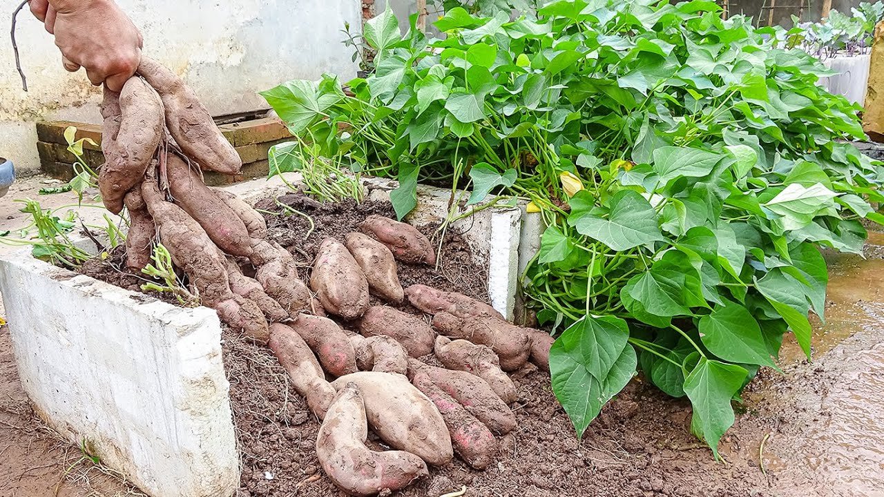 Discover the Latest Breakthroughs in Tuber Growth & Delicious Recipes (2026)