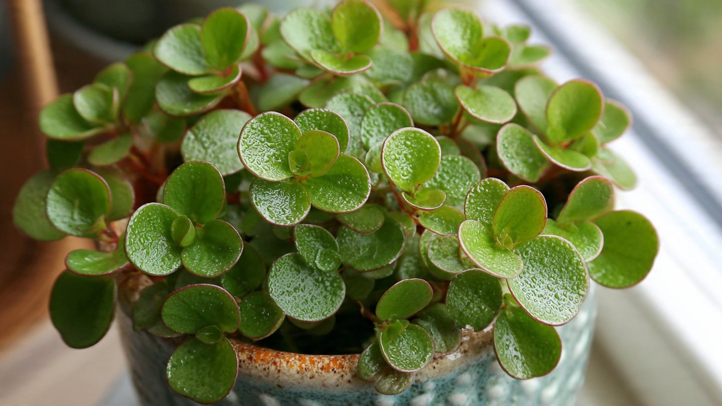 Why Are Peperomias Captivating Small Space Enthusiasts Like Succulents?