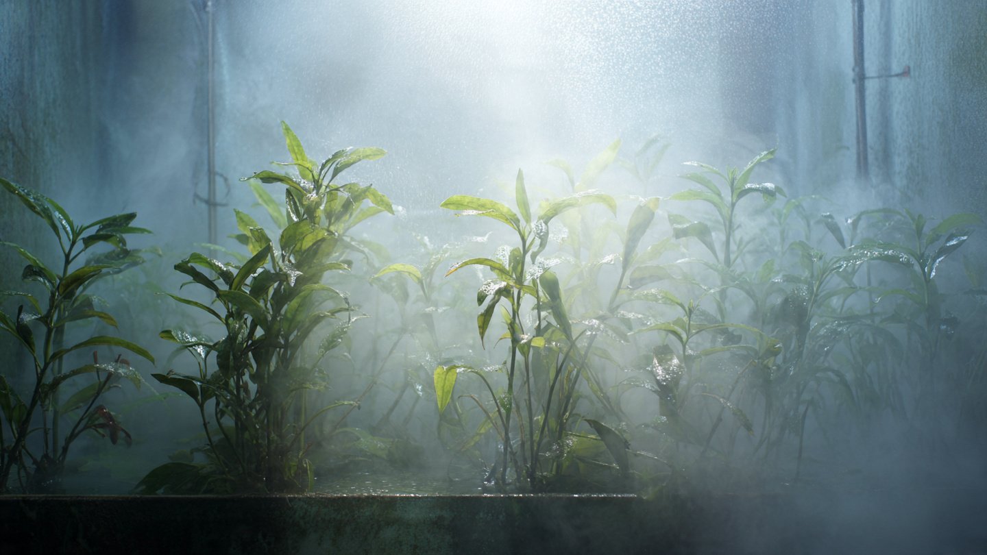 Why You Should Consider Spraying Your Plants With Diluted Milk