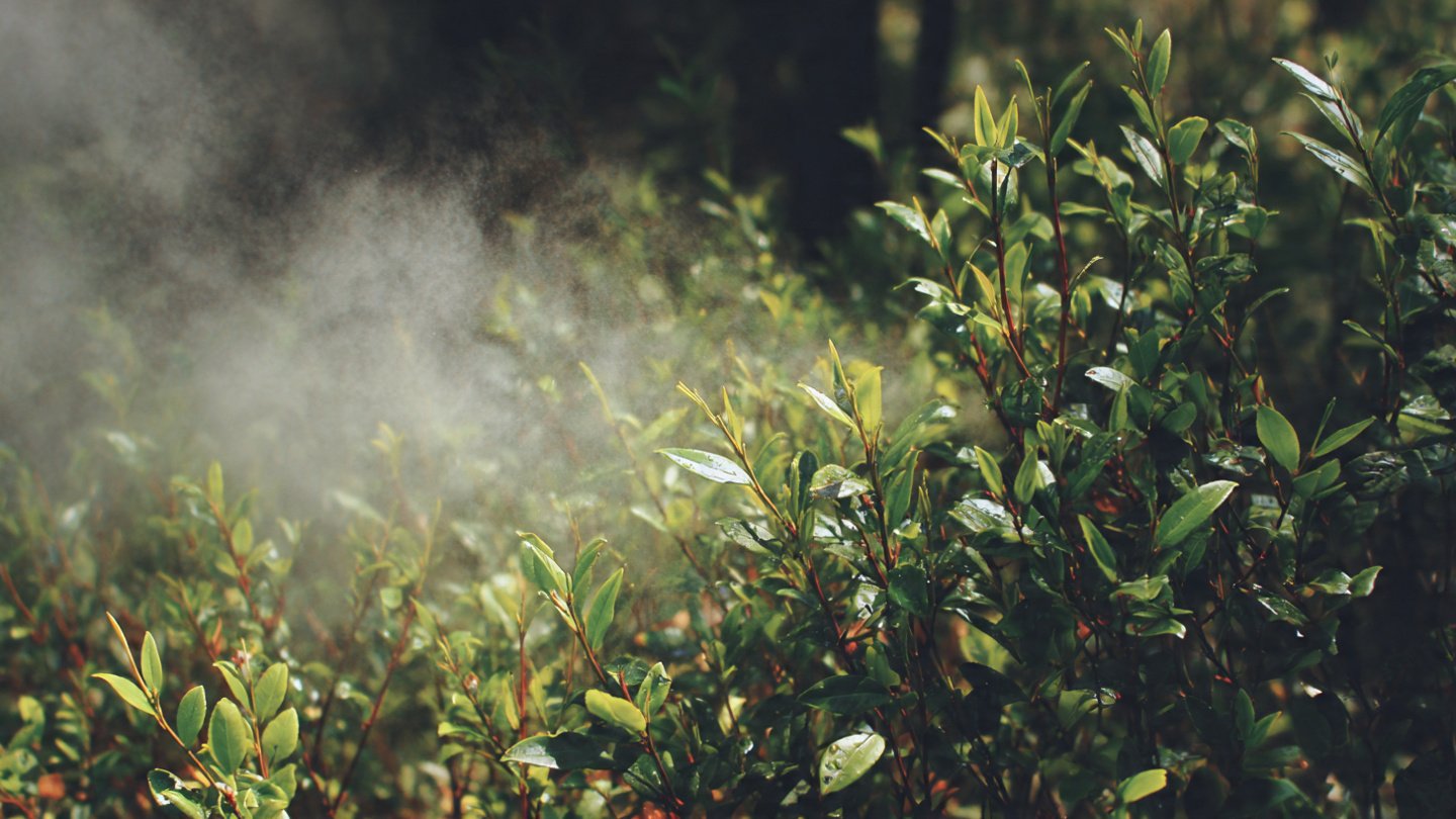 Could Misting Your Plants Be a Waste of Time?