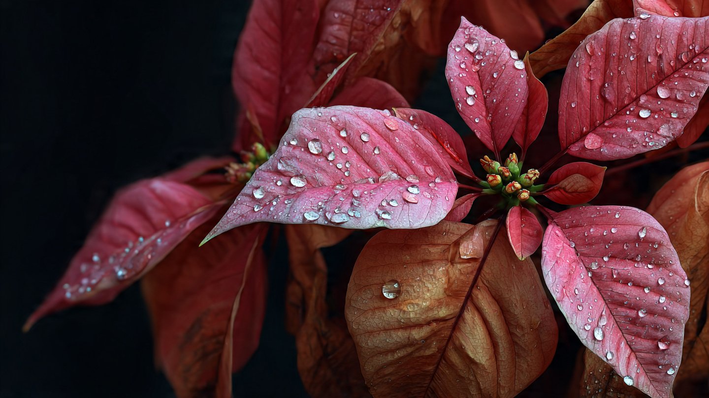 Is Your Poinsettia Dropping Leaves After Christmas? Discover the Surprising Reasons!