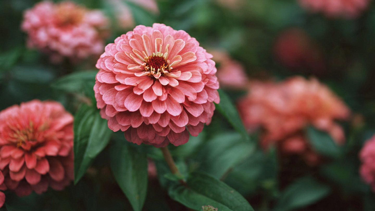 What Secrets Did Your Grandmother Discover About Growing Giant Zinnias?