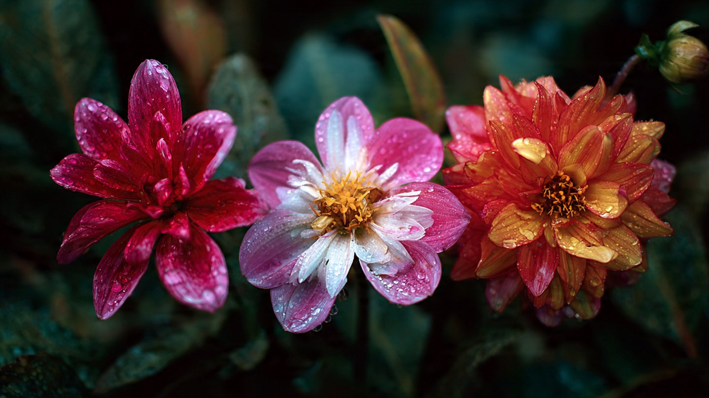 Why You Should Avoid Planting These Three Popular Flowers Together