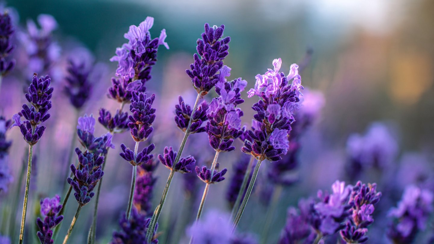 What Makes Lavender a Natural Sleep Aid? Exploring the Science Behind its Soothing Effects