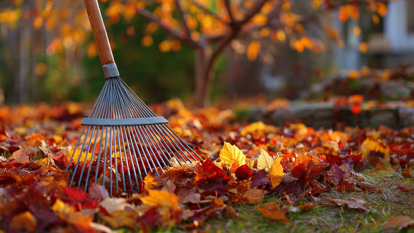 Why Experts Say You Shouldn’t Rake Leaves Under Fruit Trees