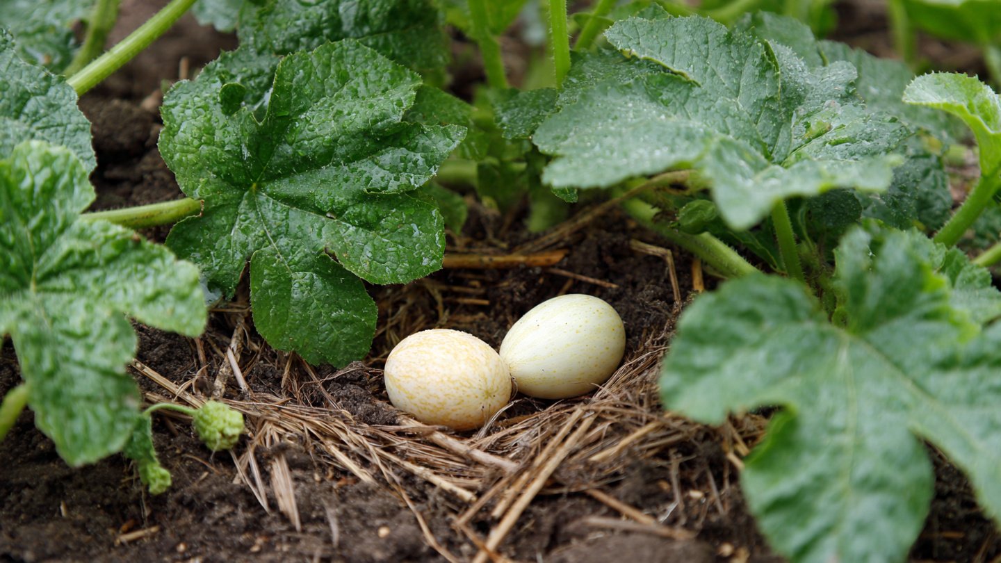 Why Gardeners Bury Raw Eggs Before Planting Summer Squash